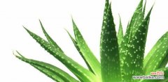 探寻芦荟的神秘语言 芦荟的花语及其象征意义