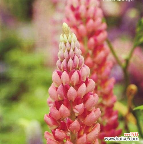 探索鲁冰花的象征意义 鲁冰花的花语