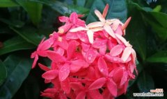 探寻龙船花的花语之美 龙船花