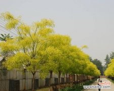 探析绿化苗木脱脚现象的成因 绿化苗木脱脚的原因与防治措施