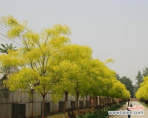 探析绿化苗木脱脚现象的成因 绿化苗木脱脚的原因与防治措施