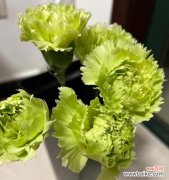 传递希望与祝福的鲜花 绿色康乃馨的花语与意义