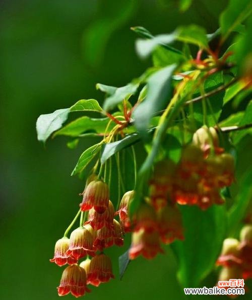 了解落叶灌木的生态功能及保护价值 探索落叶灌木的特征与意义