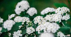 探寻麻叶绣线菊的花语之谜 麻叶绣线菊的花语及意义