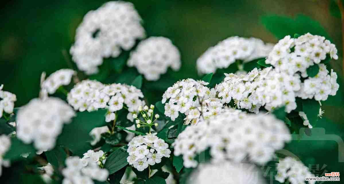 探寻麻叶绣线菊的花语之谜 麻叶绣线菊的花语及意义
