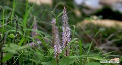 从猫尾草花语探索人与自然的和谐之道 猫尾草花语与寓意