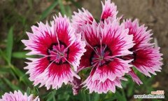 五彩石竹花语有哪些特点？