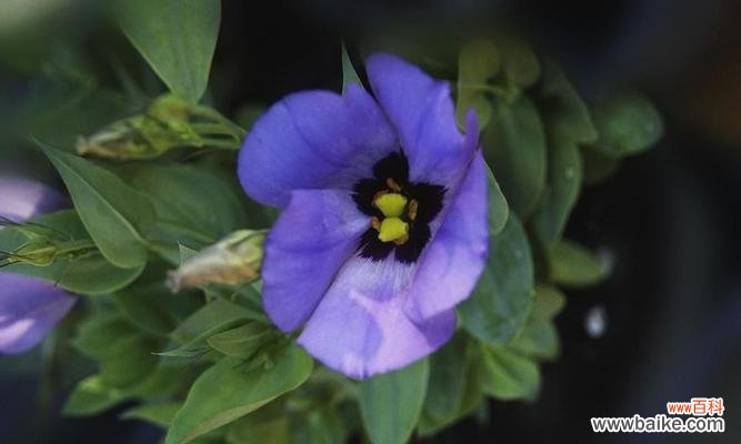 三叶草花语代表什么?