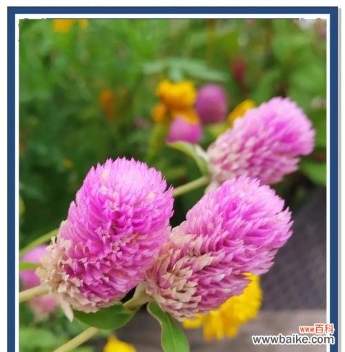 千日花花语有哪些含义?