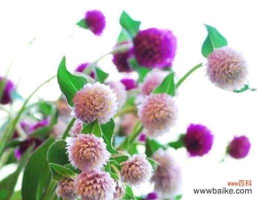 千日花花语有哪些含义?