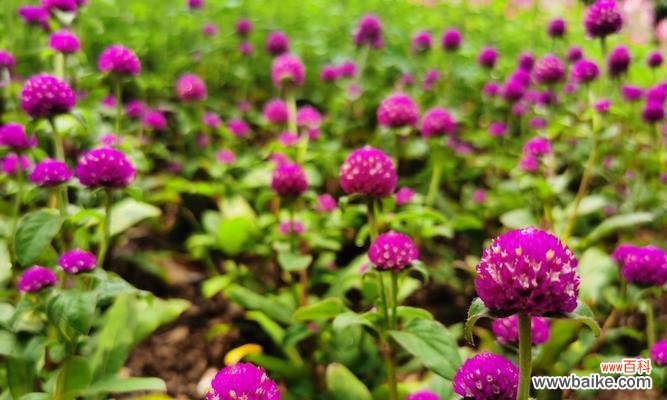 千日花花语有哪些含义?