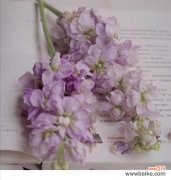 紫罗兰花语代表什么？