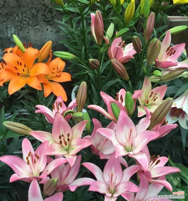 美洲百合花语是什么意思？