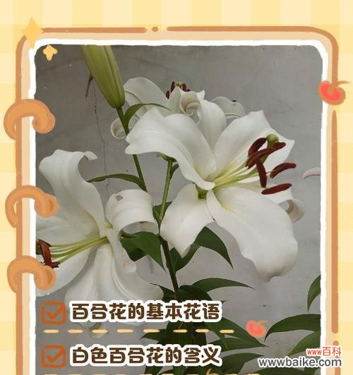 美洲百合花语是什么意思？
