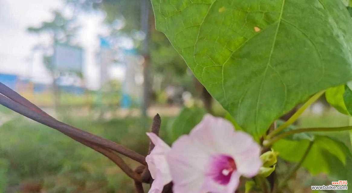 三叶花花语有哪些含义?