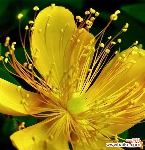 桃花花语有哪些含义?