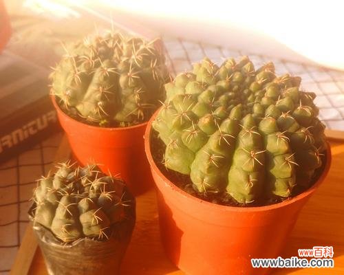 菲花玉的花语代表什么?适合哪种场合?