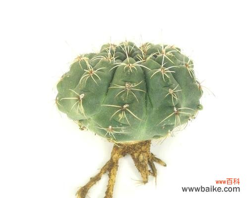 菲花玉的花语代表什么?适合哪种场合?