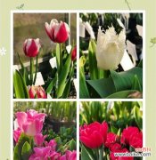 玉金香花的花语有哪些？如何进行繁殖？