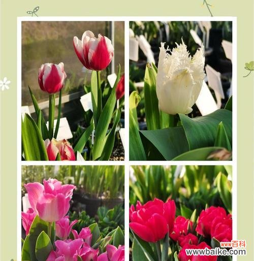 玉金香花的花语有哪些？如何进行繁殖？