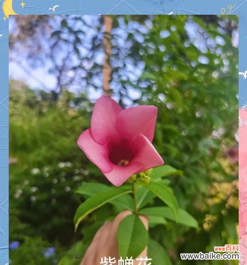 紫蝉花的花语是什么?它的象征意义是什么?