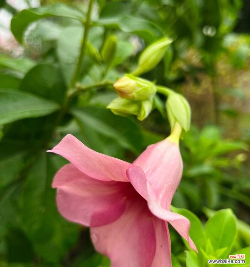 紫蝉花的花语是什么?它的象征意义是什么?