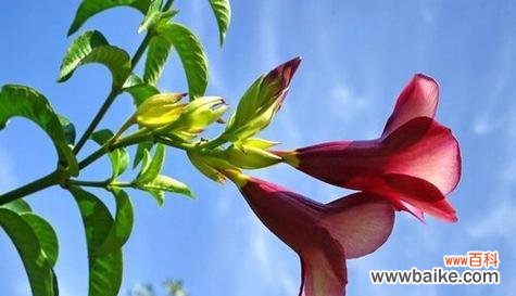 紫蝉花的花语是什么?它的象征意义是什么?