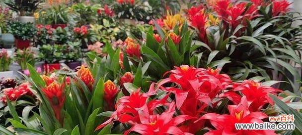 短叶凤梨花的花语是什么?如何正确种植?