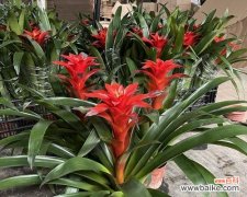 短叶凤梨花的花语是什么？如何正确种植？