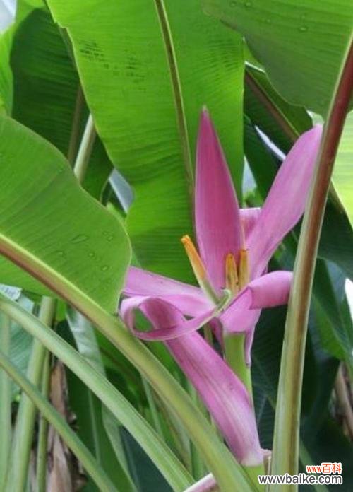 鼠尾掌的花语是什么?它的生长习性如何?