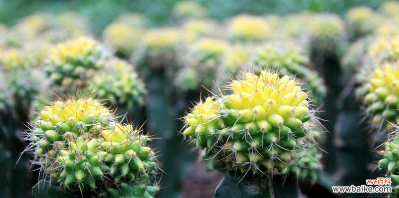 鼠尾掌的花语是什么?它的生长习性如何?