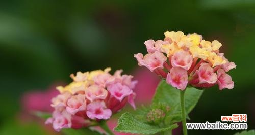 探索五色梅所代表的情感和寓意 五色梅的花语与意义