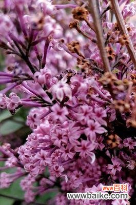 探寻五瓣丁香花的奇妙寓意 五瓣丁香的花语