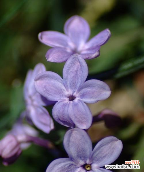 探寻五瓣丁香花的奇妙寓意 五瓣丁香的花语