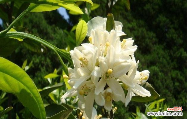 以武竹——力量与坚韧的象征 以武竹的花语与象征意义