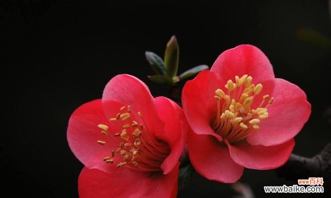 以武竹——力量与坚韧的象征 以武竹的花语与象征意义