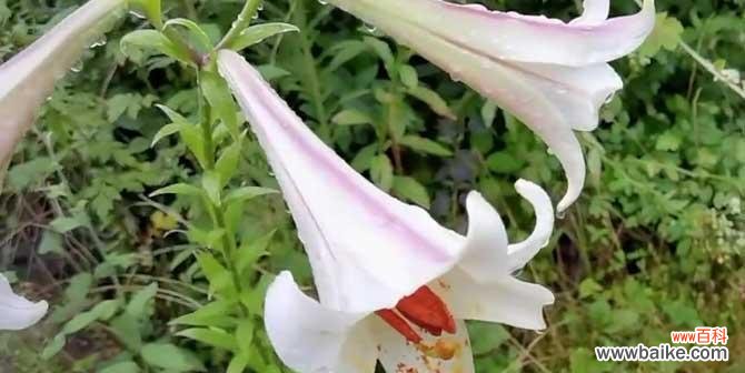 以武竹——力量与坚韧的象征 以武竹的花语与象征意义