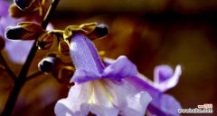 探秘梧桐花的寓意与营养成分，了解它的奇妙之处 梧桐花