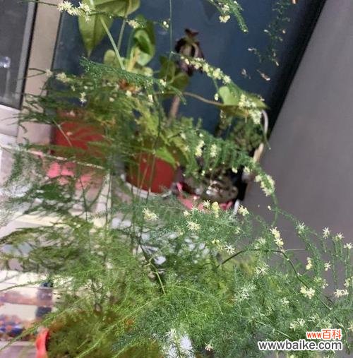 文竹花开,蓬勃生机的寓意 文竹开花是怎样的象征?