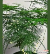 文竹花开，蓬勃生机的寓意 文竹开花是怎样的象征？