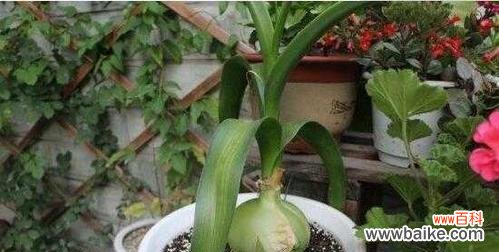 寓意深远的文竹开花之谜解析 文竹开花，永恒的见证