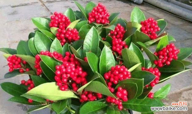 寓意深远的文竹开花之谜解析 文竹开花，永恒的见证