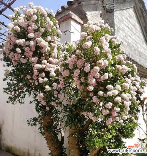 寓意深远的文竹开花之谜解析 文竹开花，永恒的见证