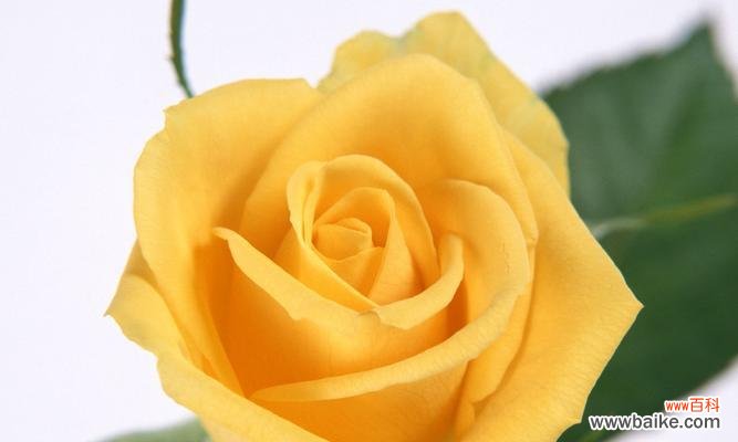 寓意深远的无忧花,传递阳光与希望 无忧花