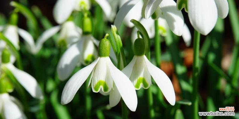 寓意深远的无忧花,传递阳光与希望 无忧花