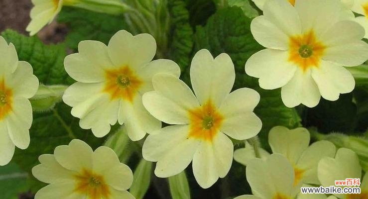 寓意深远的无忧花,传递阳光与希望 无忧花