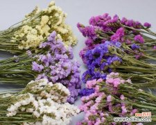 永恒的爱与美丽 勿忘我花的含义与象征