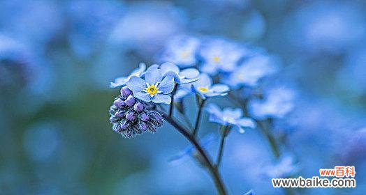 永恒的爱与美丽 勿忘我花的含义与象征