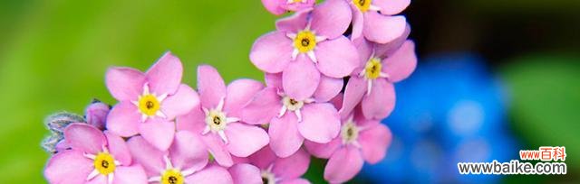 忘不了的花语,深情厚谊 花开人间永恒的爱与友谊