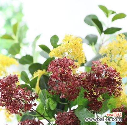 美丽而神秘的夕雾花，传递着梦幻般的情感 以夕雾花的传说与花语